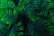 Beautiful Green Fern With Long Leaves In The Forest