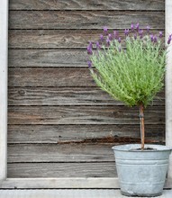 Lavender Plant In Metal Bucket In Front Of A Chicken Wire Frame With Copy Space.