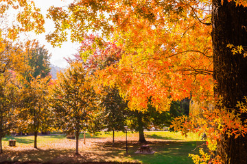 autumn leaves in bright, vic australia