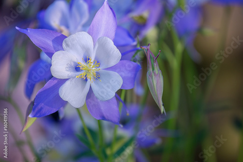 Fotografía Blooming Columbine flower and Bud, close-up