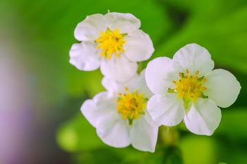 Forest flowers in the spring forest. Moscow region