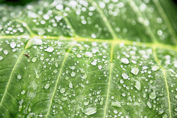 Wall Mural - some drops in a leaf after the  rain