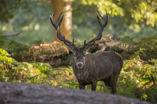 Majestic Powerful Red Deer Stag Cervus Elaphus In Forest Landscape During Rut Season In Autumn Fall