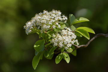 Viburnum prunifolium or blackhaw, blooming in springtime, selective focus used