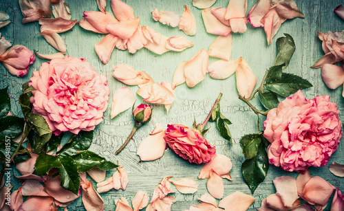 Fotovorhang - Pink roses arrangements with flowers petal and leaves on turquoise  shabby chic background, top view (von VICUSCHKA)