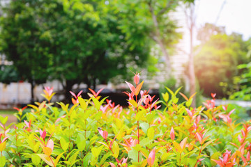 Red leaf background,  Colorful spring leaves background with bokeh lights - gentle colors of fall season