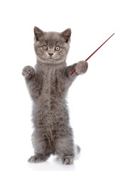 Poster - Cat holding a pointing stick. isolated on white background