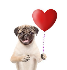 Poster - Puppy with heart balloon. isolated on white background