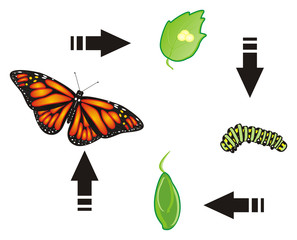 Butterfly, monarch, wings, flying, insect, nature, cartoon, black, orange, white, Arrows, cycle, stages, birth, eggs, caterpillar, cocoon,