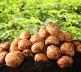 Sticker - Fresh potatoes on ground and field with plants on background