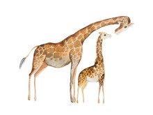 Watercolor Illustration Of Giraffe Mother And Baby