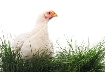 Poster - White chicken on grass.