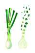 Green onions whole and cut isolated on white watercolor illustration 