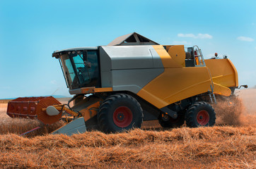 Wall Mural - Grain harvesting with combine harvester