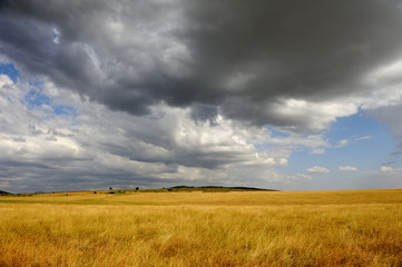 Wall Mural - Savannah landscape in the National park in Kenya