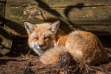 Red Fox – Vulpes Vulpes Taking A Sunbath