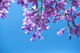 Fototapeta Storczyk - Flowering jakaranda branches on the sky background. Macro