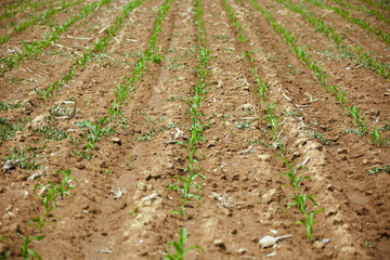 Wall Mural - Young corn field