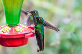 Fototapeta Tęcza - Hummingbirds at the feeder in Cocora valley, Colombia