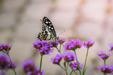 Fototapeta Lawenda - Beautiful Butterfly on Colorful Flower