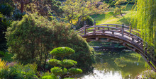Wooden Bridge In Japanese Garden