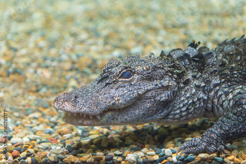 Plakat Krokodyle pływanie przez wodę w Crocodile Farm