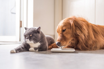 Sticker - Golden Retriever and British cat lying on the floor to eat