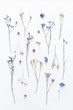 Flowers composition. Pattern made of dried flowers on white background. Flat lay, top view
