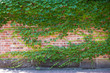 Green brick wall with ivy leaves. Ecological background, copy space.
