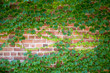 Green brick wall with ivy leaves. Ecological background, copy space.
