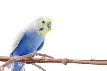 White Budgie Free Stock Photo - Public Domain Pictures