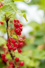 Wall Mural - Bush of red currant  in a garden with rain water drops. Shallow depth of field.