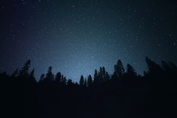 starry night | night silhouette tree line