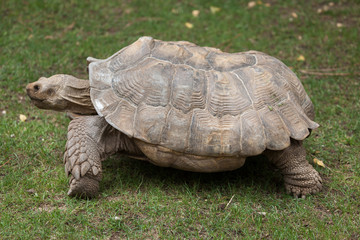 Wall Mural - African spurred tortoise (Centrochelys sulcata)