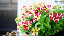Bicolor Purple And White Easy Wave Burgundy Star Petunia Flowers Swaying In The Wind.