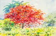 watercolor painting red, orange color of  peacock flowers tree in sky and cloud background original painting.