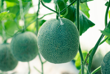 garden melon