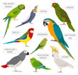Parrot breeds icon set flat style isolated on white. Pet birds collection. Create own infographic about pets