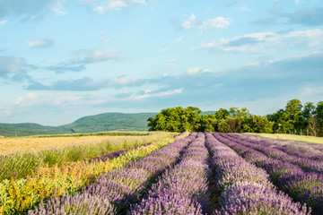 Canvas Print - Lavender field in sunlight. Beautiful image of lavender field. Lavender flower field, image for natural background.Very nice view of the lavender fields.