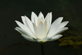 Fototapeta  - Close side view of a beautiful white water lily plant on a dark background
