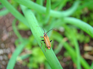 Beetle on a blade of grass close up