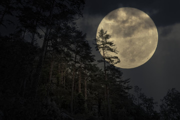 mountain forest in a full moon night