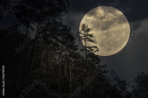 Zdjęcie XXL Las górski w noc pełni księżyca