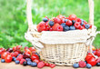 Wicker basket of mixed fresh ripe sweet berries: raspberries, strawberries, gooseberries, blueberries, cherries, red and black currants on nature green background