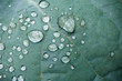 pure rain drops on green leaf with venation zen background macro