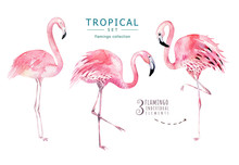 Hand Drawn Watercolor Tropical Birds Set Of Flamingo. Exotic Bird Illustrations, Jungle Tree, Brazil Trendy Art. Perfect For Fabric Design. Aloha Set