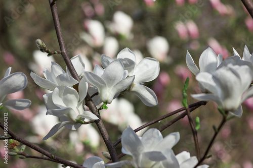 Plakat Kwitnąć wiosna ogród z białym magnolii zbliżeniem