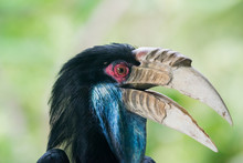 Close Up Head Of Wreathed Hornbill In Cage