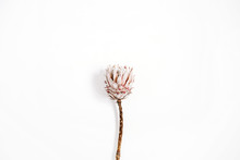 Beauty Protea Flower On White Background.