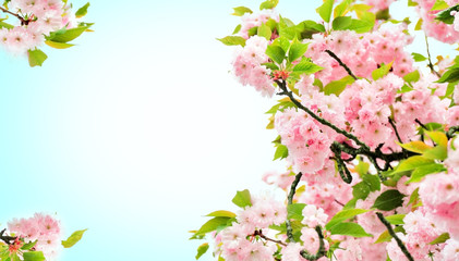 Poster - Tree blossoms on sky background